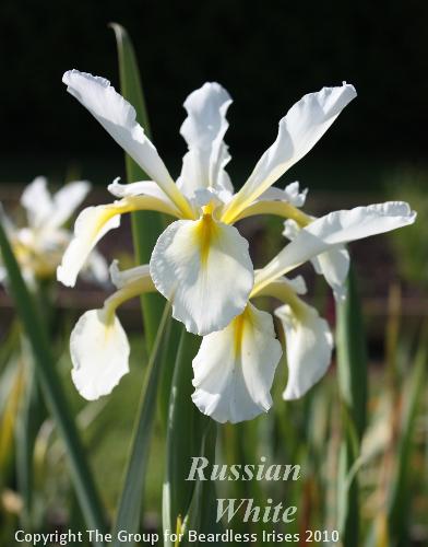 Russian White 10.6 (1)